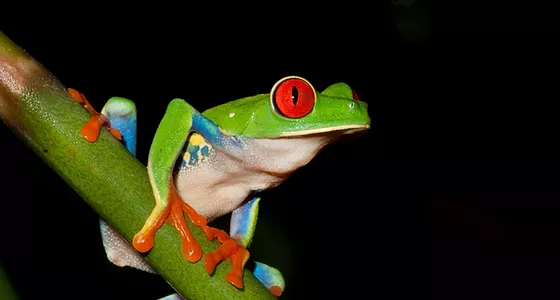 Copia-de-Red-eyed-tree-frog-2_edited